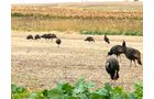 Turkeys in Lake County, Indiana farmland - LAND AUCTION - 147+/- ACRES OFFERED IN 3 TRACTS IN LAKE COUNTY, INDIANA
